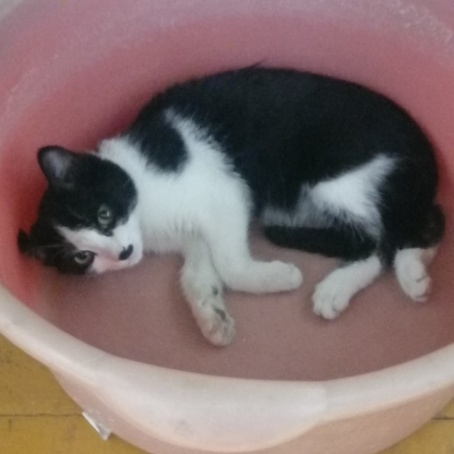 Котовторник