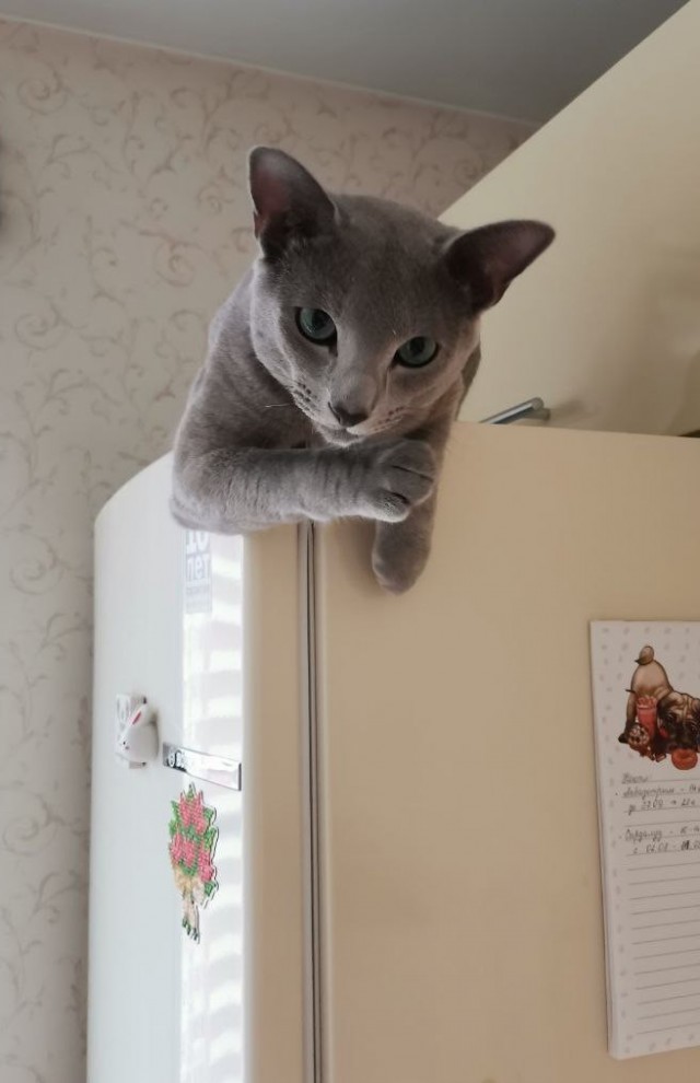 Кото вторник 2.09.2025.