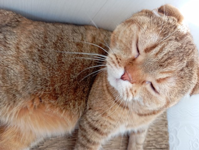 Котовторник