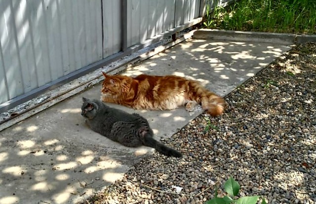 Котовторник же!
