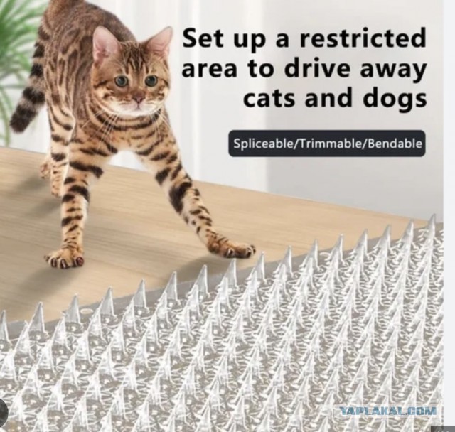 Котики...