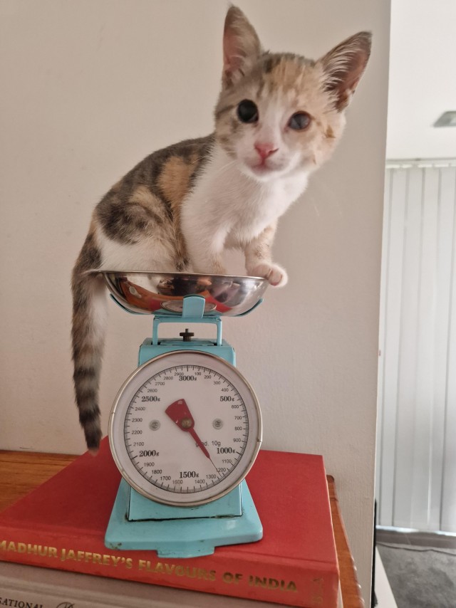 80 г => 3,1 кг (котовторник)