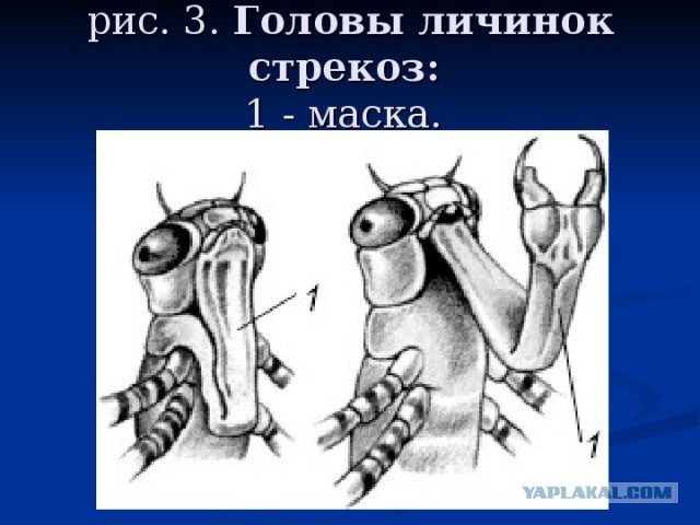 Эти твари