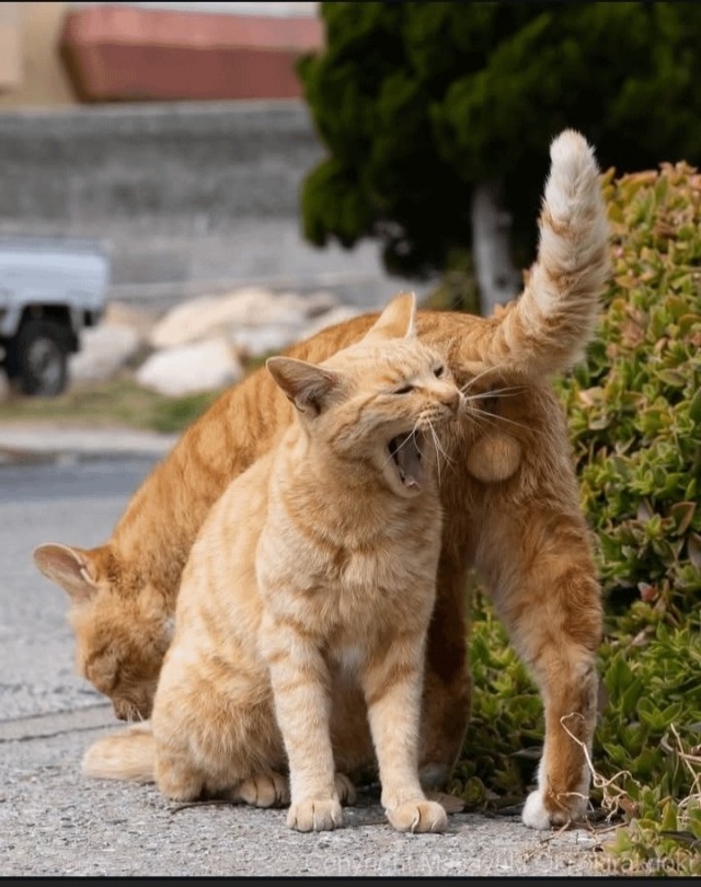 Котиков много не бывает))) отдохните от суетного мира