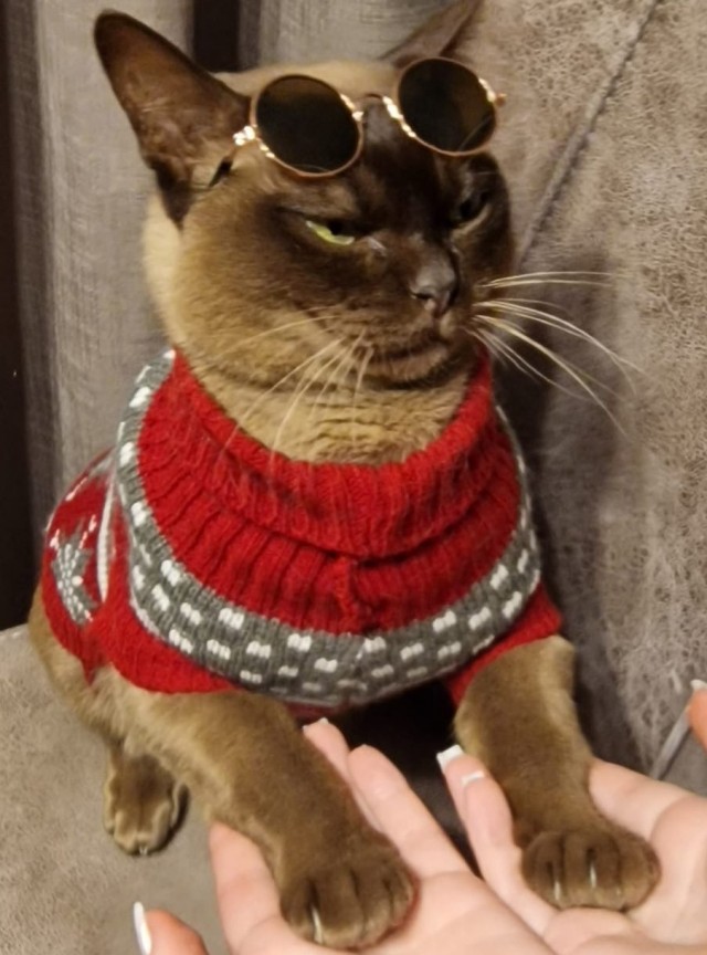 Снова наши коты
