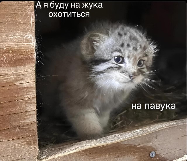 Павук