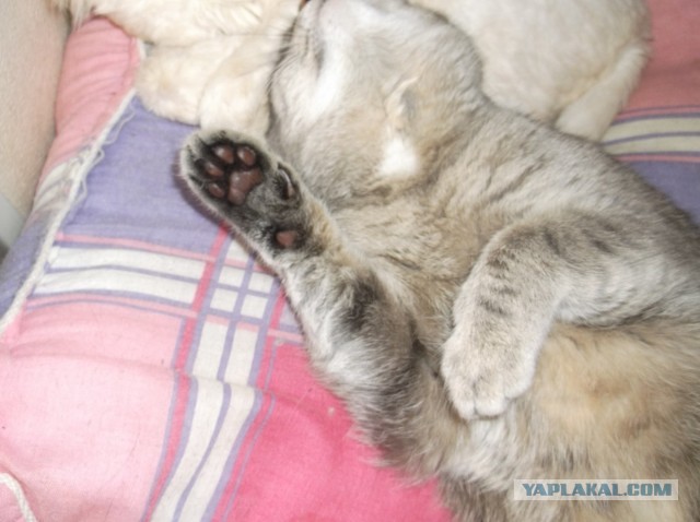 Котовторник  30.07.2013