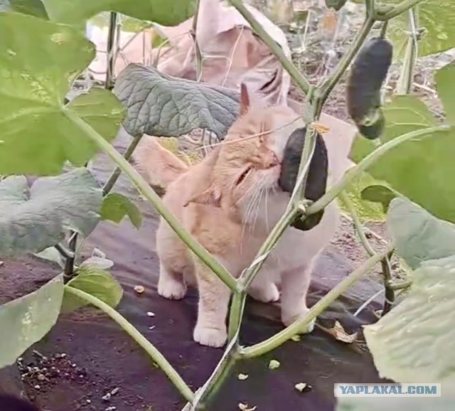 Умирает кот . помогите! S.O.S!
