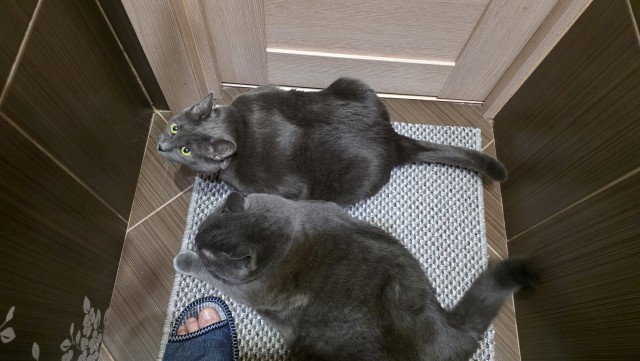 Котовторник - он такой.
