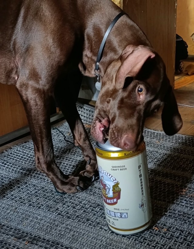 Собакочетверг же!