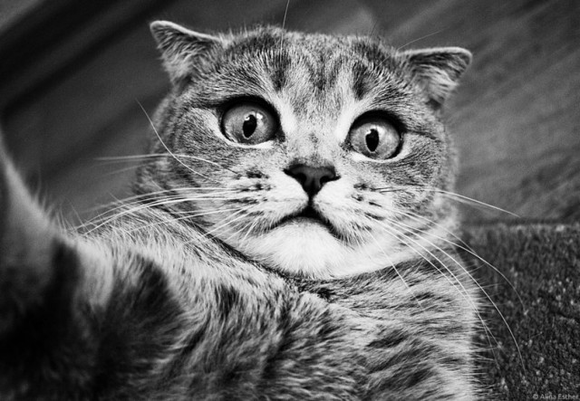 Невыразительные коты