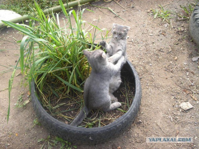 Владивосток и Русский остров с высоты...