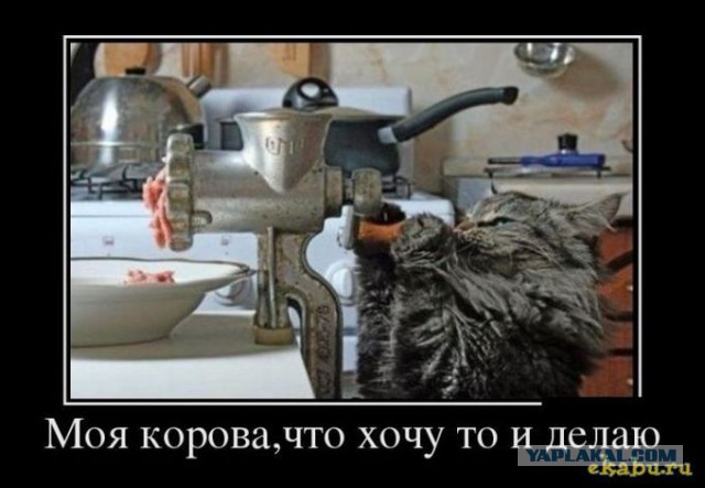 С Котовторником!