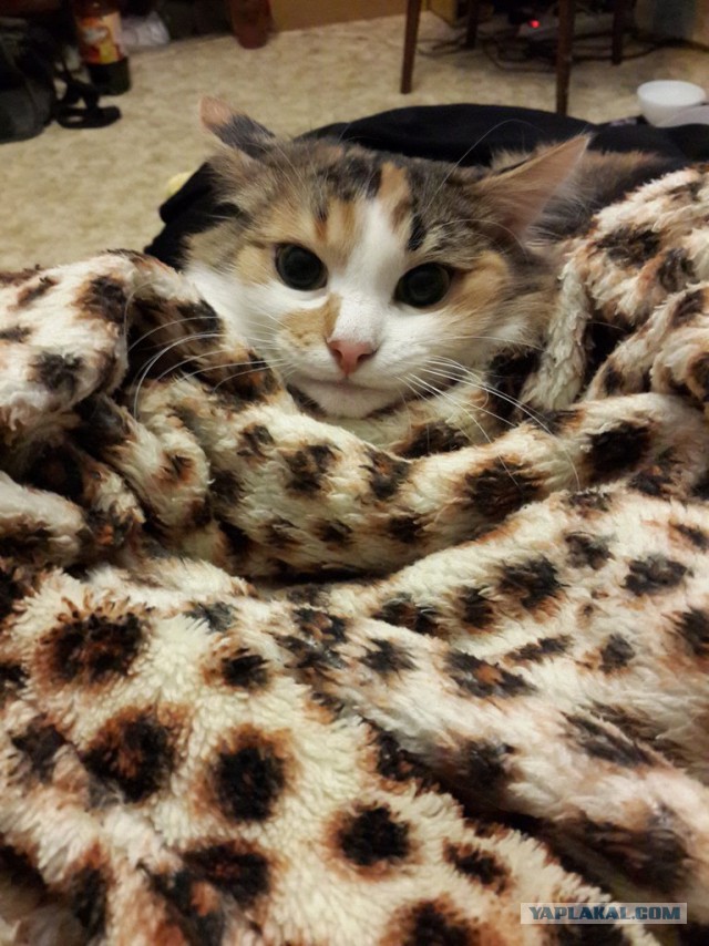 Котовторник 20.05.2014