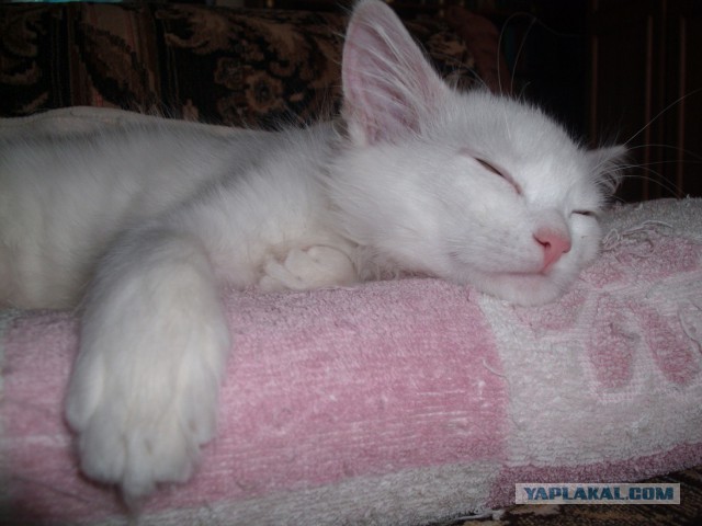 Котовторник 27.5.2014