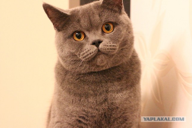 Котовторник 27.5.2014