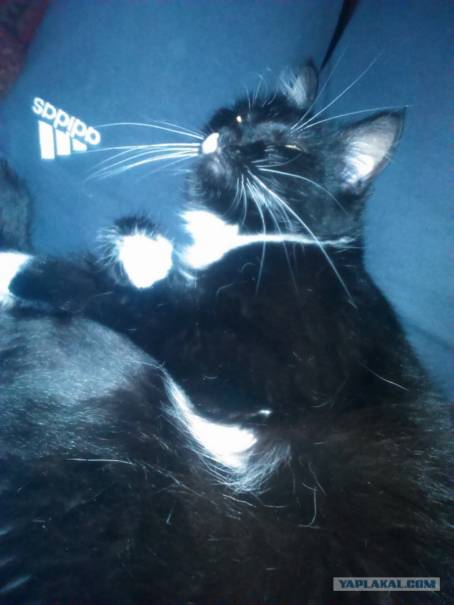 Котовторник 01.07.2014
