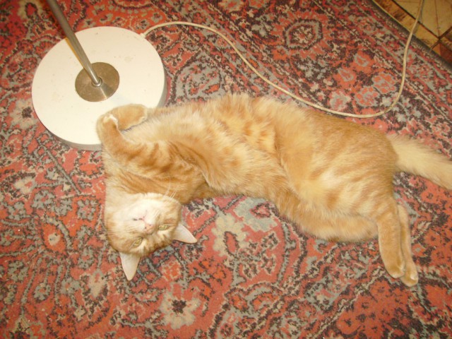 Котовторник 01.07.2014