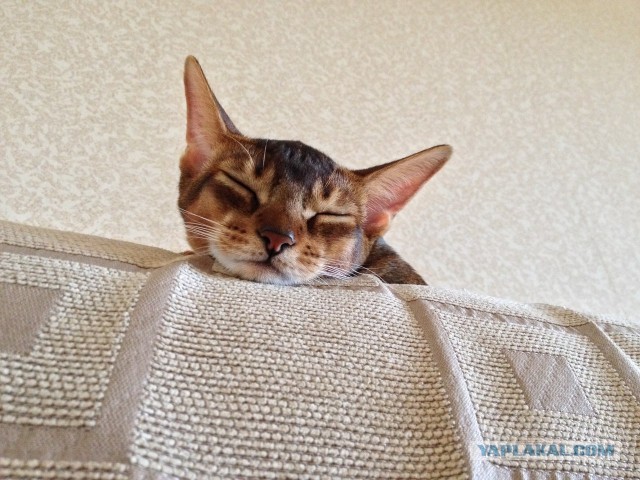 Котовторник 12.08.2014