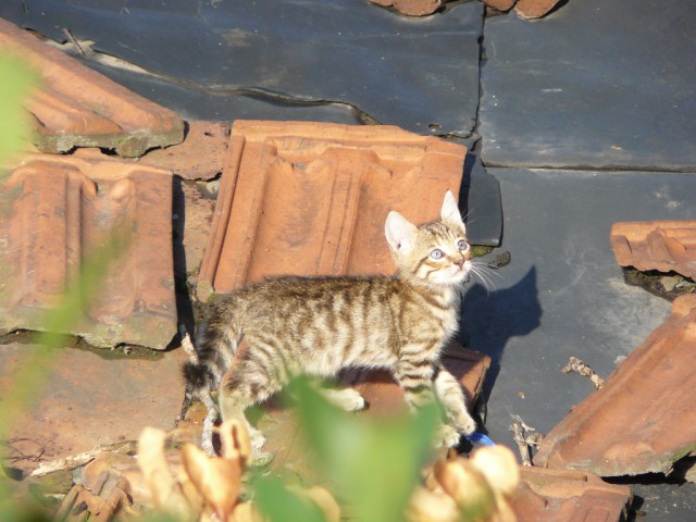 Котовторник 09.09.2014