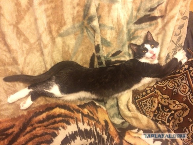 Котовторник 7.10.2014