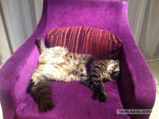 Кот попросил себя сфотографировать для Яп