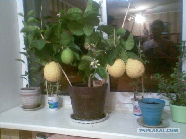 Посадил лимон...