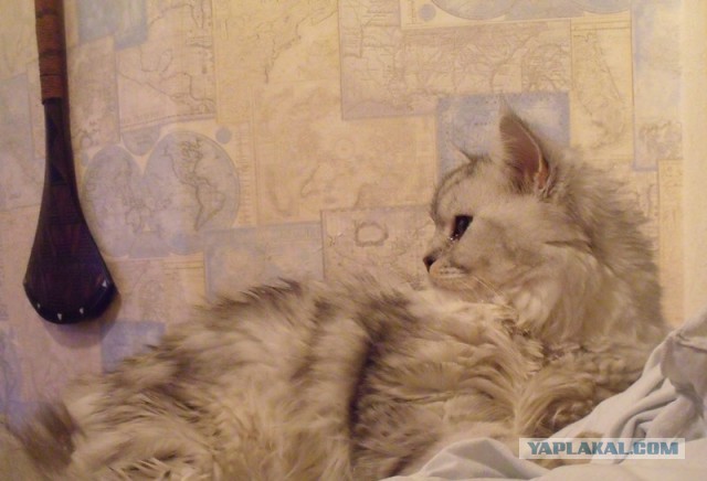 Как Домовой с Котом Маню замуж выдавали. Кулинарна