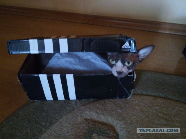 Про Тучку, которая стала Дымкой