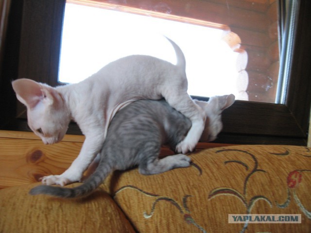 Котовторник