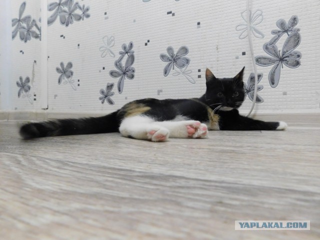 Котооо-о-о-вторник