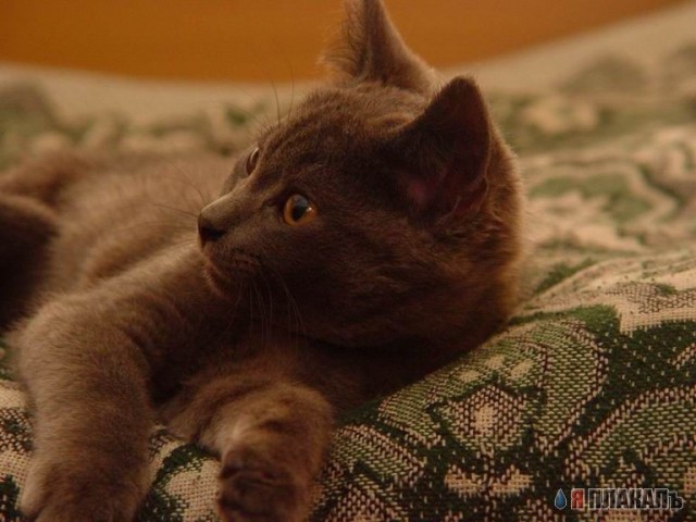 Коты, кошки, котята