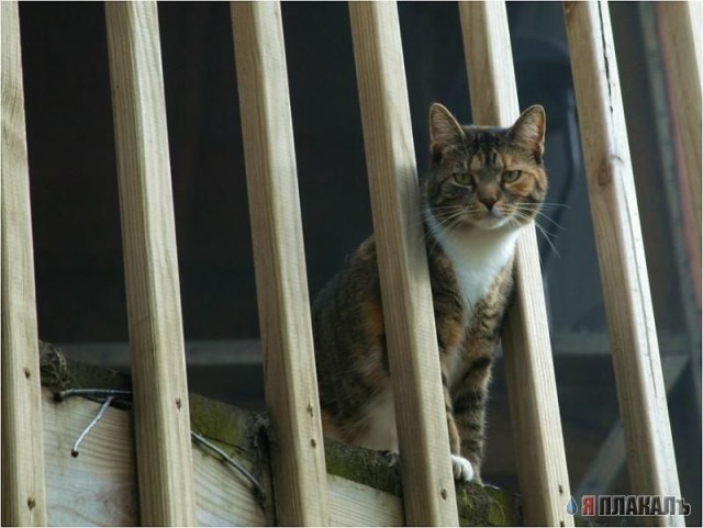 Коты Среды