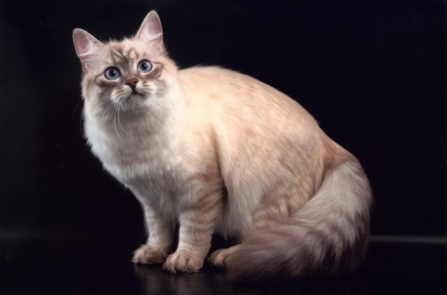 Коты, кошки, котята