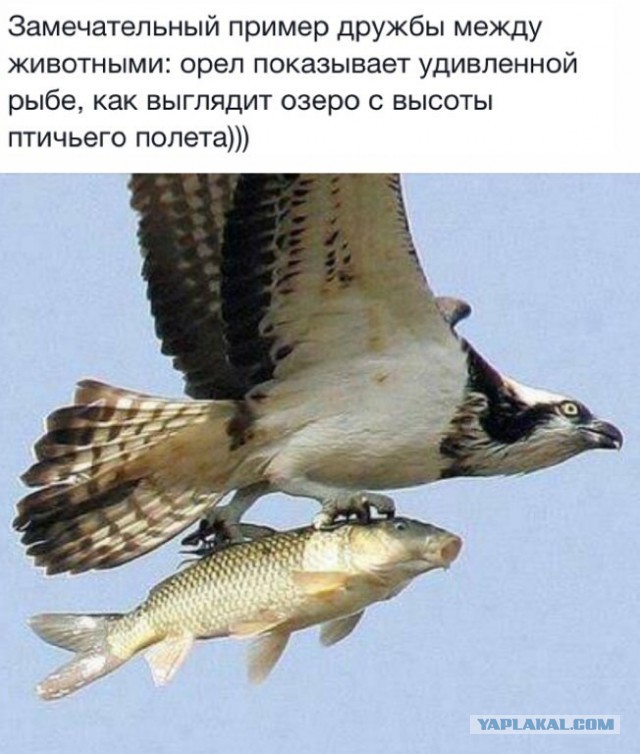 Подборка прикольных фото