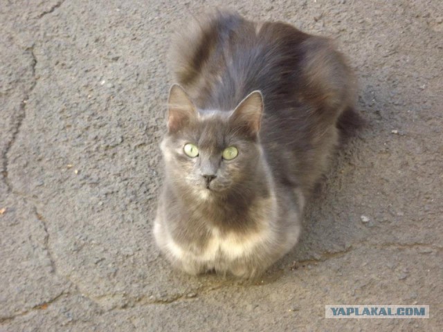 Котовторник 22.11.2016