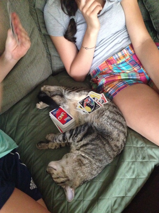 Коты и Кошки