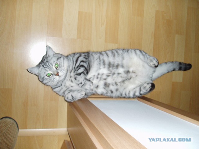 Котовторник 27.06.2017