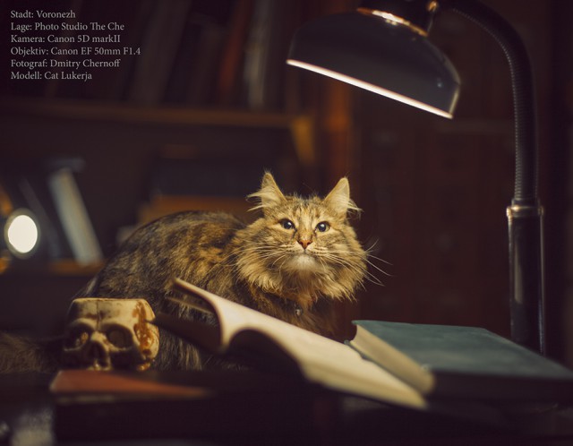 Котовторник 13.03.2018