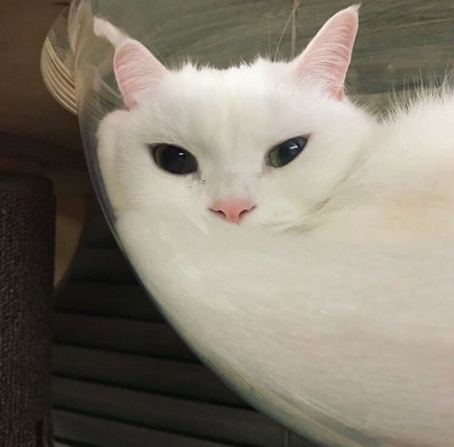 Неадекватные коты