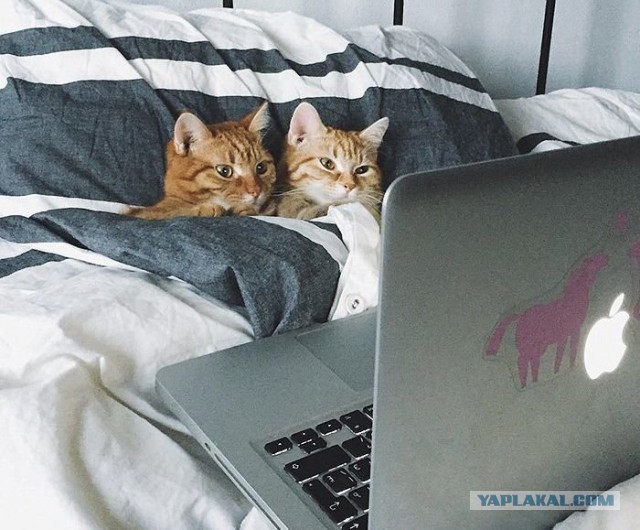 Немного милых жипегов