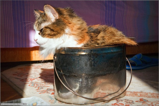 Бюджетная кошачья переноска
