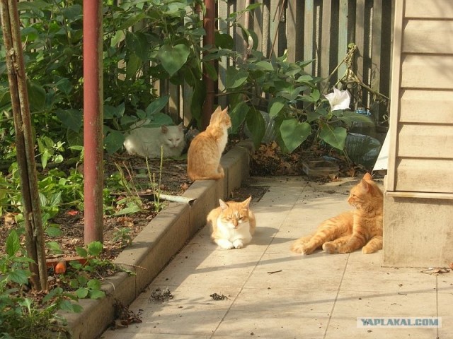 Котовторник так котовторник!