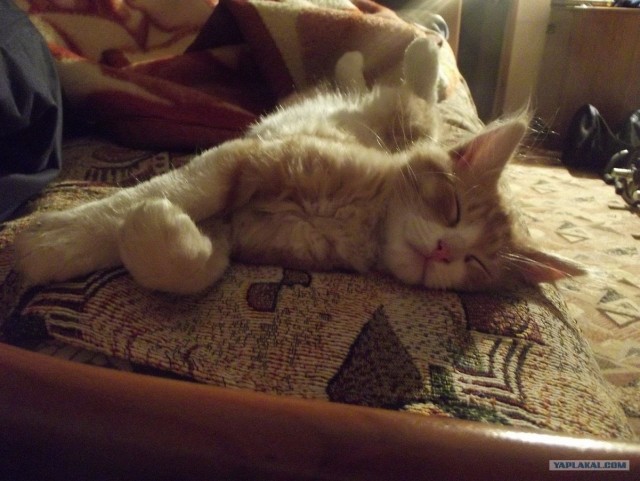 Котовторник 06.12.2011