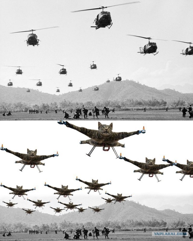 Кот-квадролет из Голландии