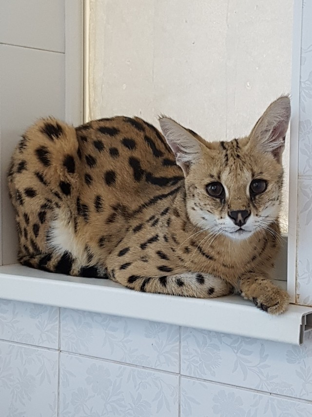 Дикий котовторник 14.01.20