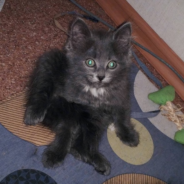 Эти забавные животные