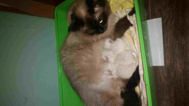 Котовторник. Пополнение семейства