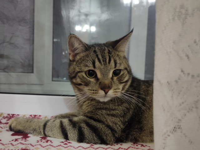 Котовторнику быть!