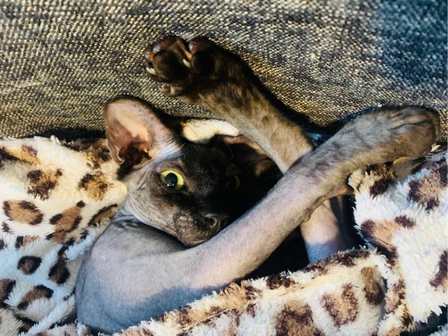 Вторник. Котэ. Пора